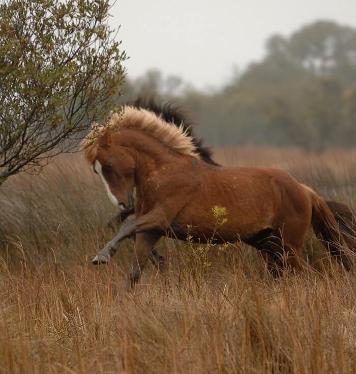 carova wild horses