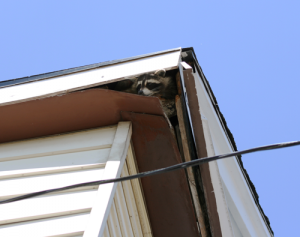 homeowners insurance outer banks nc - critters
