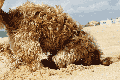 Dog-Digging_ss32747458