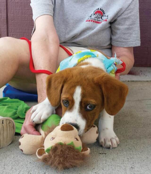 Doing Business Heart spca