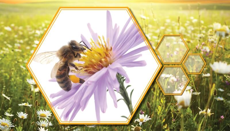 Raising Bees by the Sea