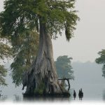 Dismal Swamp