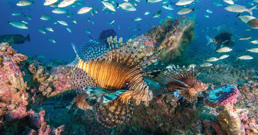 lionfish outer banks