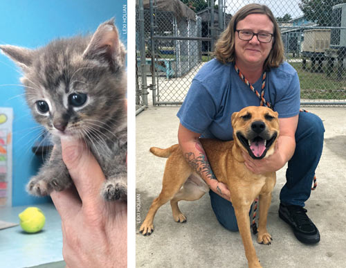 foster with obx spca