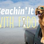 outer banks leash laws
