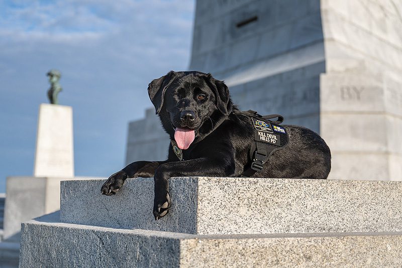 Detective Peden, speaking on Sailor’s friendly demeanor—“She loves to play. She loves kids. She’s just a regular dog, but she doesn't bark,” Peden says. “I’ve heard her bark six times, and every single one of those times has been because she was unhappy that I wasn't playing with her still. She lets out one bark and then she'll immediately go put herself in timeout somewhere and feel ashamed of herself.”