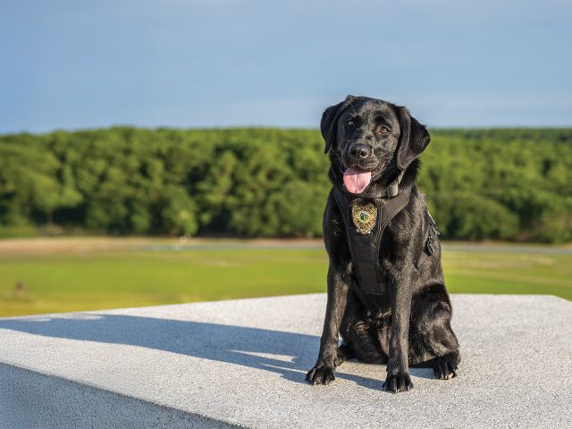 Taking a “Byte” Out of Crime in KDH