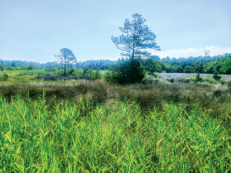 Views from the boardwalk section of the trail to the Croatan Sound are picturesque in every season.