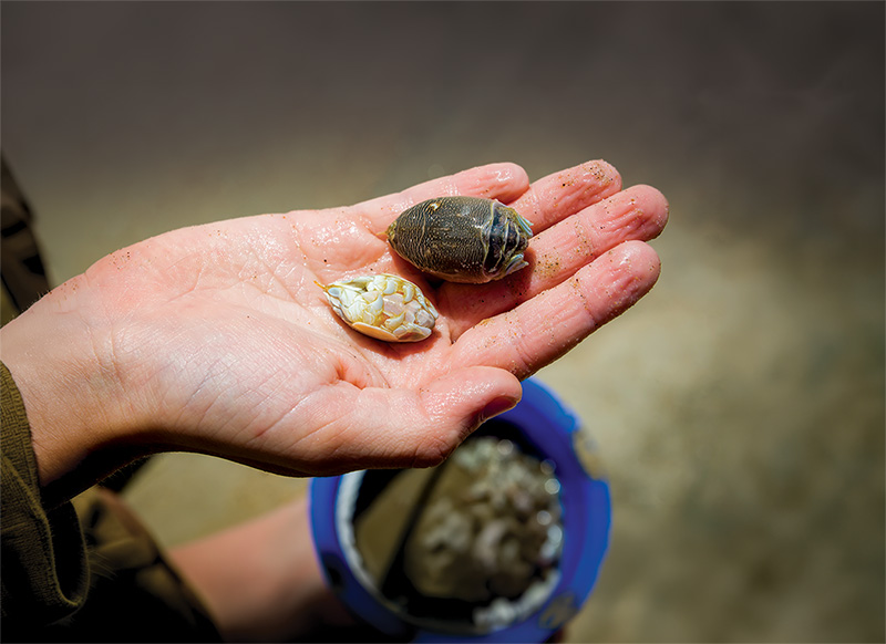 Small but surprisingly entertaining, sand flea spotting turns an ordinary beach day into a scavenger hunt.Sand crabs are fun to watch during the day but become skittering ghost crabs after dark.