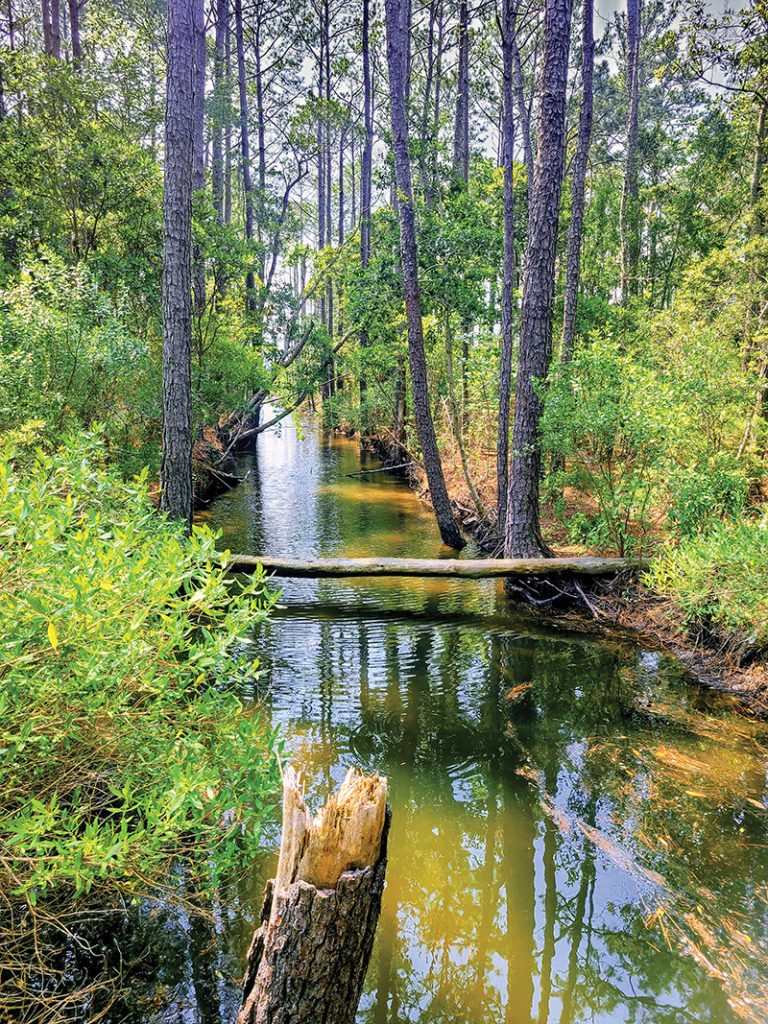 The trails are as pristine as the maritime forest near the Coastal Studies Institute.
