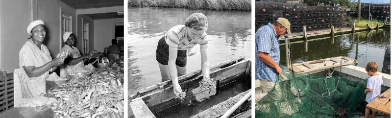 Left: Worker at the Chief Wanchese Packing Company picking crabs. Images were commissioned by Wade Lucas of the State Department of Conservation and Development. Photo taken by Charles Brantley "Aycock" Brown (1904-1984). Middle: A woman goes crabbing in knee deep water off of Colington in 1956. Photo taken by Charles Brantley "Aycock" Brown (1904-1984). Right: Parker Seafood, known for soft shell crabbing also runs shrimp trawlers. Pictured: Jamie Parker with grandson, Parker. Photo courtesy of Kim Parker (Henry’s Restaurant).