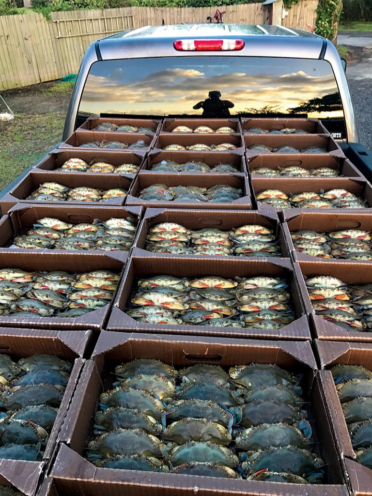 312 dozen Soft Shell Crabs, loaded up by Jamie Parker to take to market. Soft-Shells are a seasonal delicacy of blue crabs that have recently molted, making the entire body, including the shell, edible and tender. Photo courtesy of Kim Parker (Henry’s Restaurant).