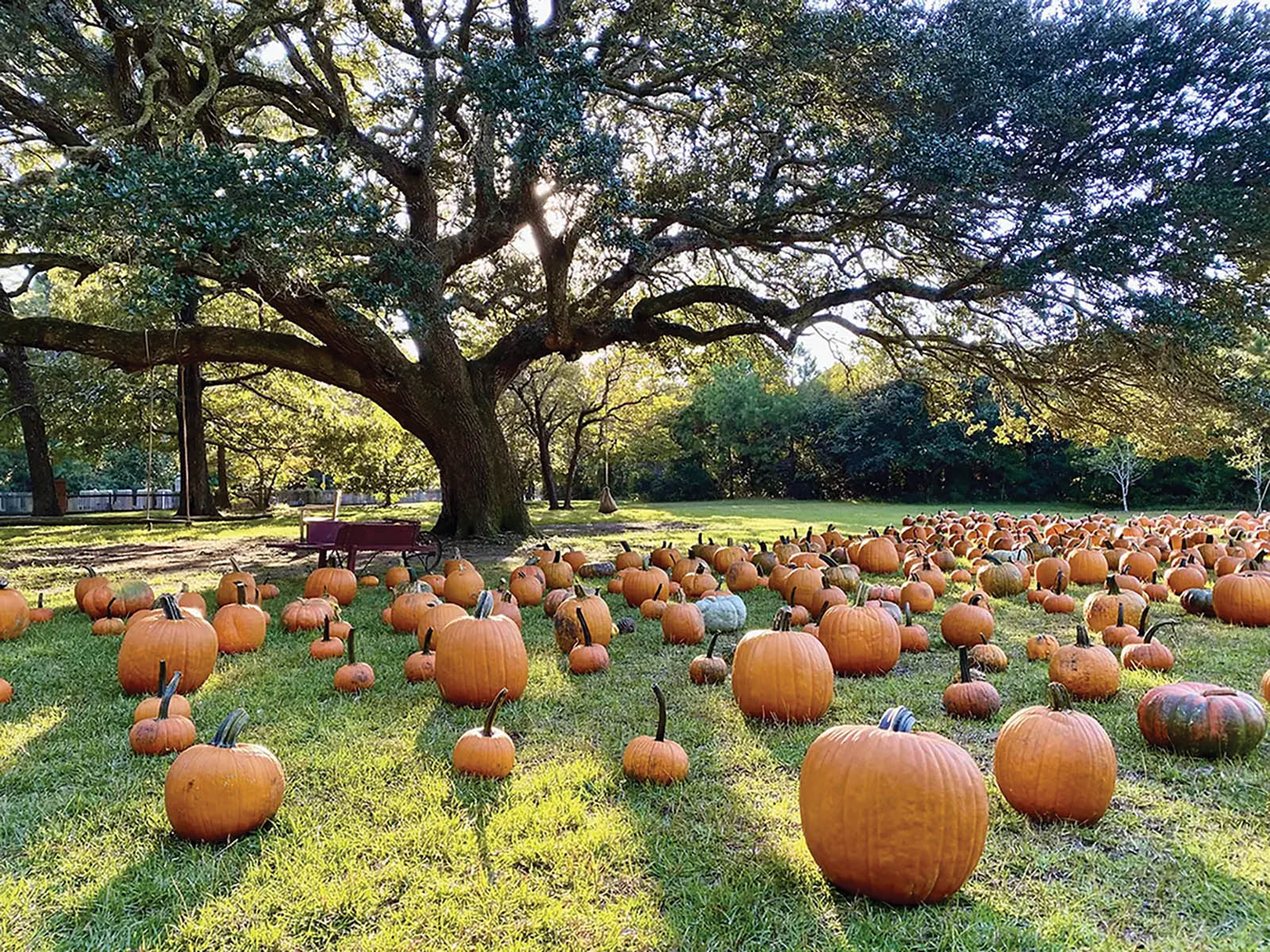 Upcoming Happenings: Fall 2026