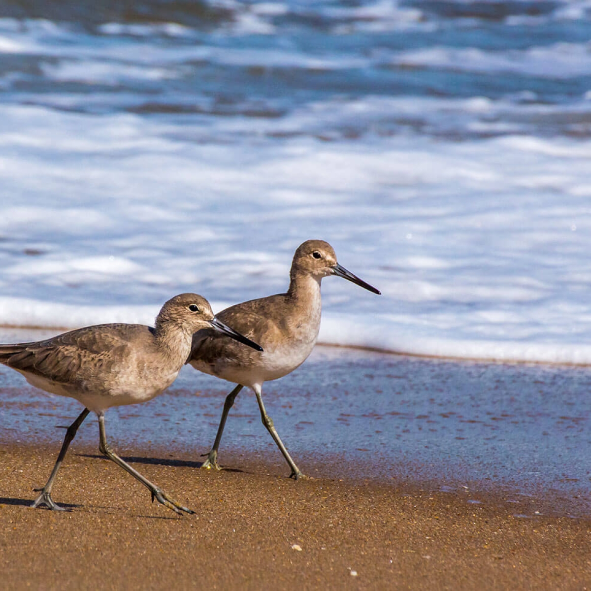 Outer Banks Birds - Birdwatching Gallery from OBX Coastal Life | Outer ...