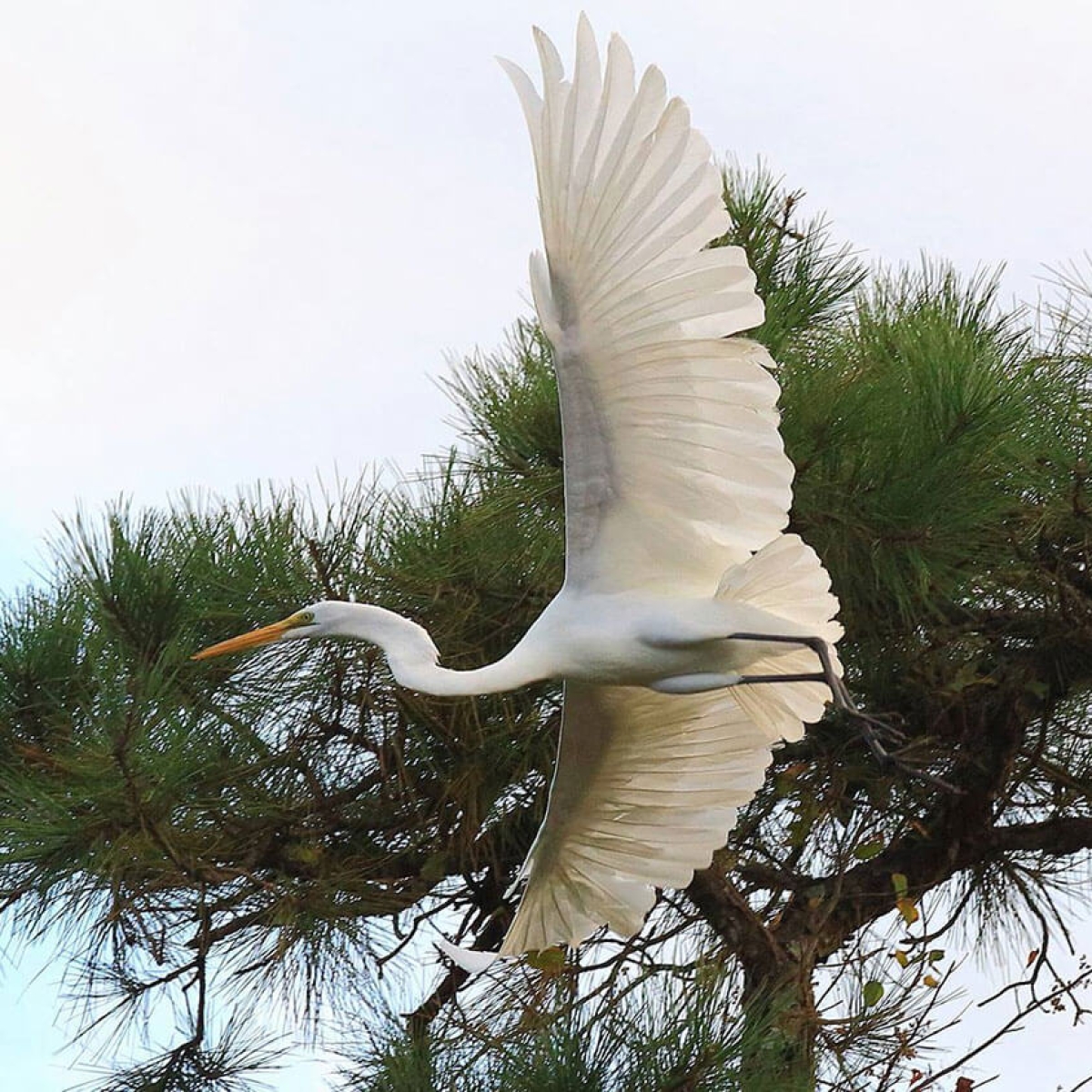 Outer Banks Birds - Birdwatching Gallery from OBX Coastal Life | Outer ...