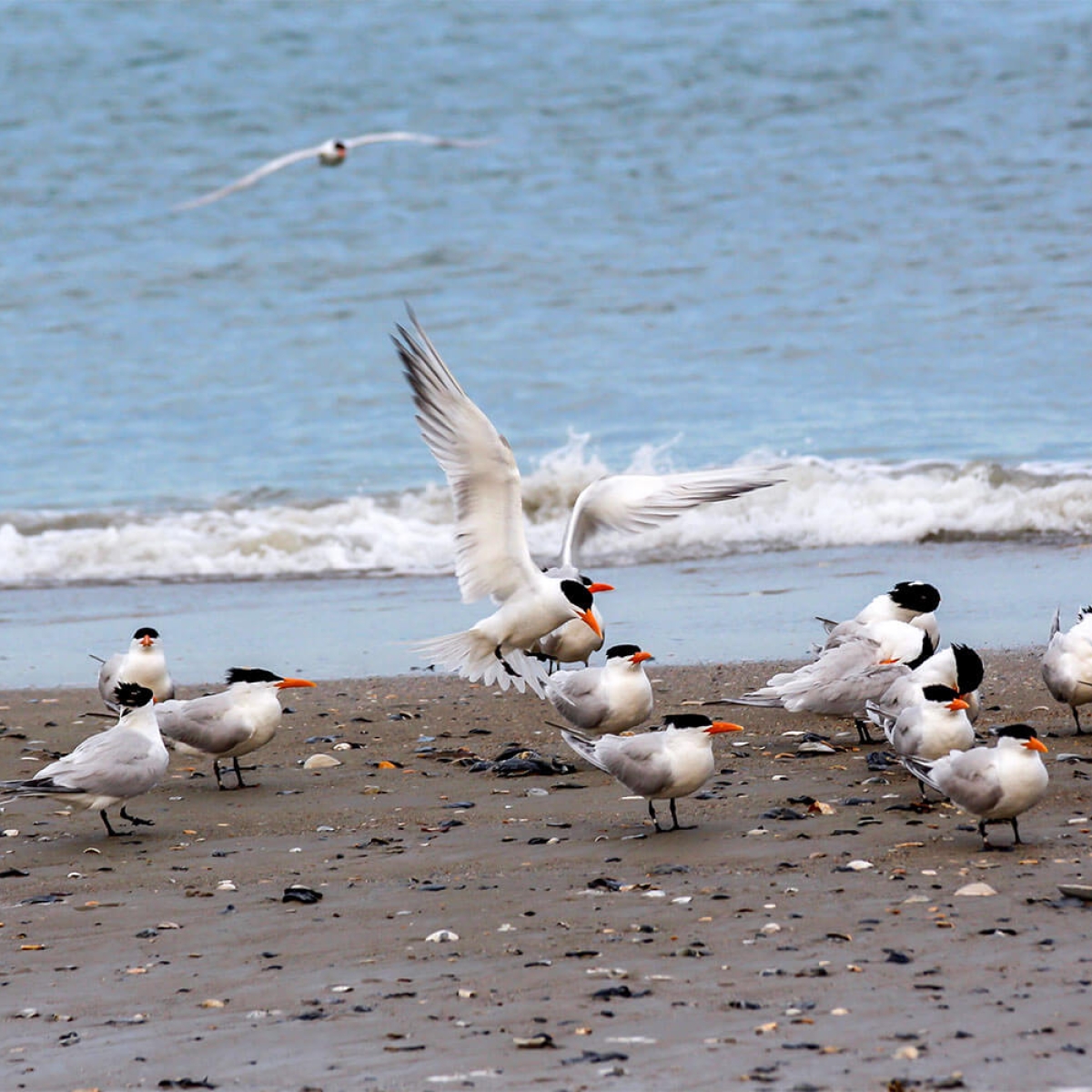 Outer Banks Birds - Birdwatching Gallery from OBX Coastal Life | Outer ...