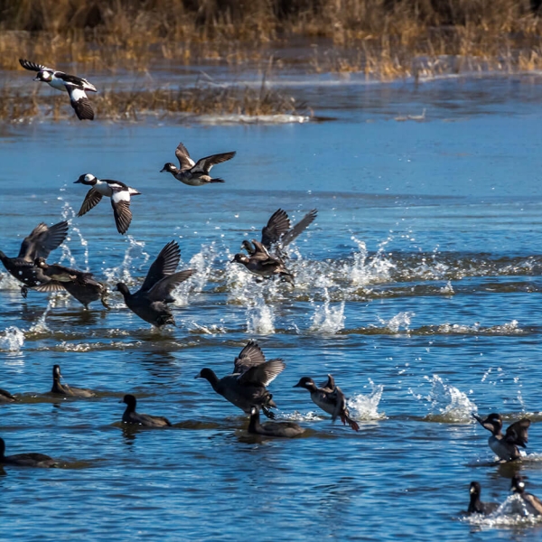 Outer Banks Birds - Birdwatching Gallery from OBX Coastal Life | Outer ...